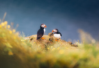Puffins on Cliff in Iceland