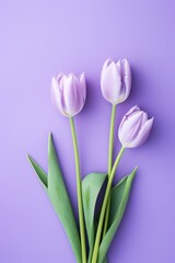 Spring tulip flowers on purple background top view in flat lay style 