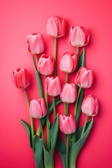 Spring tulip flowers on ruby background top view in flat lay style 