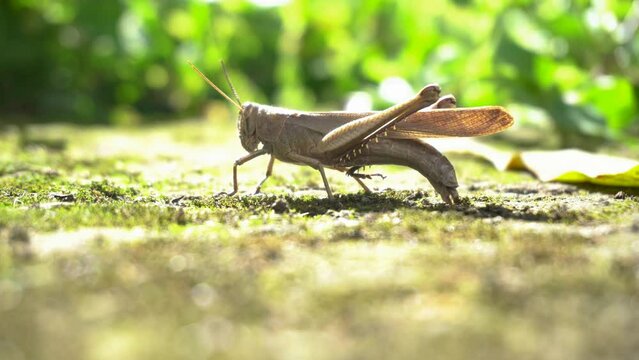 Saltamontes caf&eacute; abriendo su abdomen