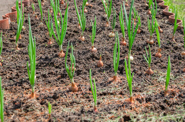 Onions planted in the garden and green arrows of the bulb have grown