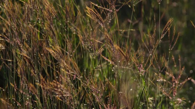 Tilt rack focus of a black-bellied bustard (Lissotis melanogaster) starring directly at the camera during the morning in Kenya.