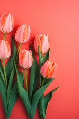 Fototapeta premium Spring tulip flowers on vermilion background top view in flat lay style