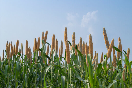  Beautiful millet field. Millet is rich in potassium a mineral that supports healthy kidney and heart function. Potassium also plays a role in nerve signal transmission.