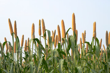  Beautiful millet field. Millet is rich in potassium a mineral that supports healthy kidney and...