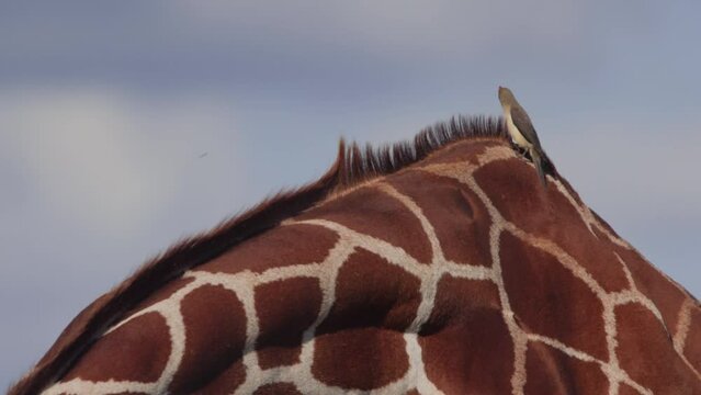 Wde shot of two red-billed oxpeckers (Buphagus erythrorynchus) feeding on ticks from a giraffes skin during the afternoon in Kenya.