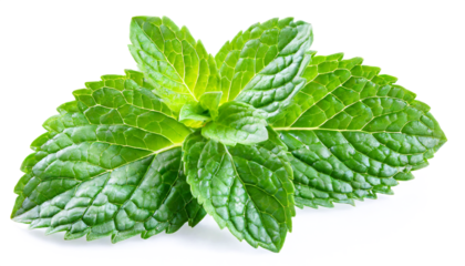 A branch of mint isolated on a white background close-up