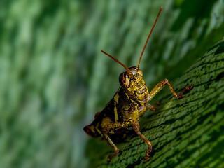 grasshopper on a leaf