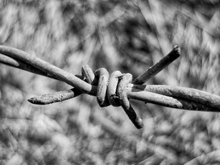 Barbed wire in black and white. Selective focus. Toned.