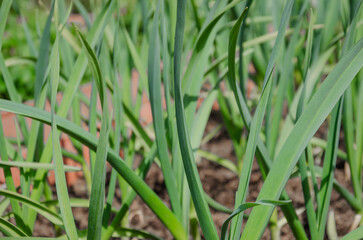 Green leaves of garlic growing in the garden close-up