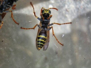 Wasp on the window of a house in the nature. Macro