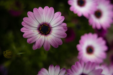 close up of pink purple flower