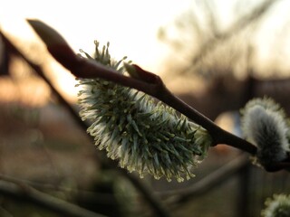 Pussy-willow blossom in spring, close-up