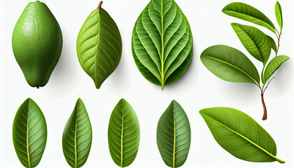 Fototapeta na wymiar Set of avocado tree leaf isolated on white background. Full Depth of field background, Ai generated image