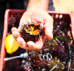 Man holding a sea urchin with lemon for eating it