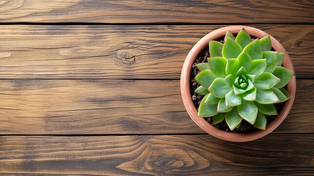 Top view of cute succulent green plant on wooden table background desk for mock up with copy space.