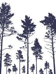 Pine trees silhouette isolated, set. Coniferous forest. Vector illustration.