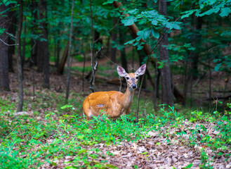 A white tailed deer or Odocoileus virginianus is looking for food in Kennesaw Mountain. They were on the verge of existences in Georgia, US. But now they reappear thanks to wildlife management efforts