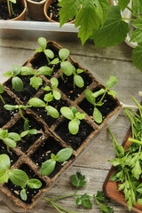 young cucumber seedlings close-up, growing vegetables