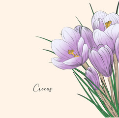 Delicate crocus for postcard. Vector design in all-spring conception