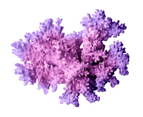 Coral isolated on white background © Dmitry