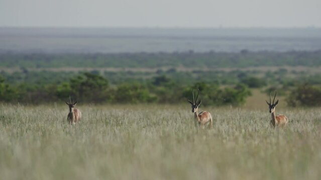 Extreme wide pan shot of a herd of Grant's gazelles (Nanger granti) running while keeping alert during the morning in Kenya.