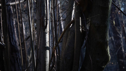 wald sonne bäume licht wetter Hintergrundbild natur wald beschaffenheit dezent isoliert abstrakt...