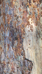Baumrinde Hintergrundbild natur wald beschaffenheit dezent isoliert abstrakt detail baum stamm...
