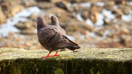 PIGEONS ENJOYING A QUIET DAY