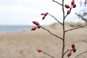 Hagebutten am Ostseestrand, wilde Rosen machen Winterschlaf
