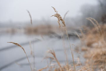 Fototapeta premium Winter at Spree river