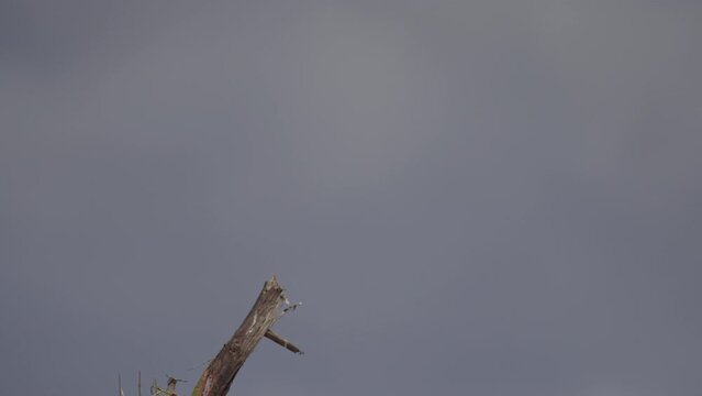 Wide shot of an African fish eagle (Icthyophaga vocifer) flying off from a top branch during the morning in Kenya.
