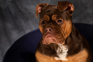 English bulldog with wrinkles, loveley freindly face. golden and brown. cute face