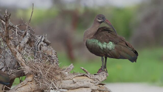 Wide shot of a hadeda ibis (Bostrychia hagedash) preening its feathers from a tree branch during the morning in Kenya.