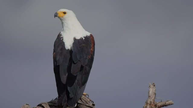 Wide pan shot of an African fish eagle (Icthyophaga vocifer) looking directly at the camera before flying away during the morning in Kenya.