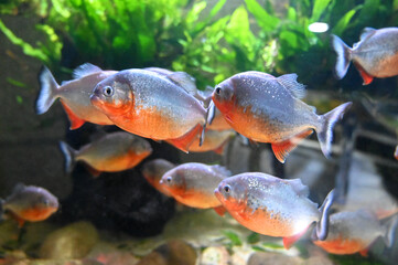 Close up view of a piranhas swimming. Tropical fish in the water. Beautiful exotic fish.