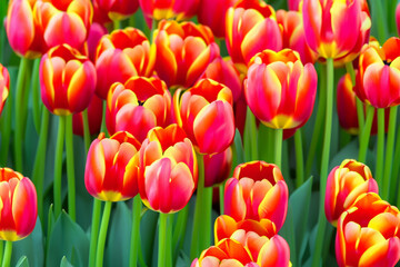 Closeup of bright yellow pink tulip flowers in flowerbed