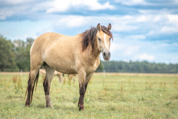 Beautiful thoroughbred horses graze on a ranch on a summer day.