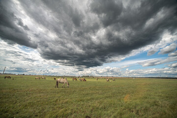 Beautiful thoroughbred horses graze on a ranch on a summer day.