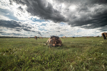 Beautiful thoroughbred horses graze on a ranch on a summer day.