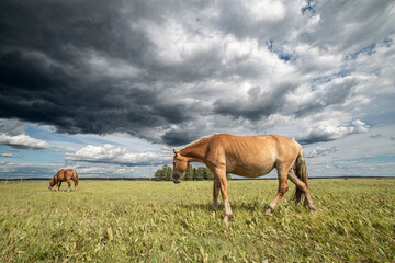 Beautiful thoroughbred horses graze on a ranch on a summer day.