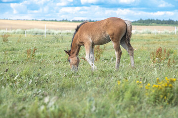 Naklejka na ściany i meble Beautiful thoroughbred horses graze on a ranch on a summer day.
