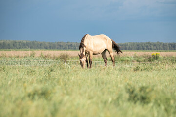 Naklejka na ściany i meble Beautiful thoroughbred horses graze on a ranch on a summer day.
