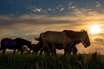 Beautiful thoroughbred horses graze on a ranch on a summer day.