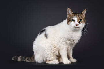 Friendly senior house cat, sitting up side ways. Looking towards camera with green eyes and melanosis. Isolated on a black background.