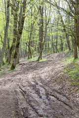Spring walks in nature on a dirt road leading to the forest.