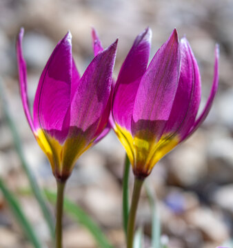 Magenta and Yellow Persian Pearls Minitature Wildflower Tulips