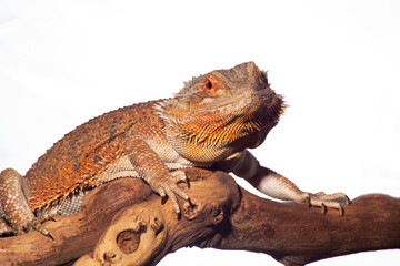 A bearded dragon, resplendent in red hues, sits contentedly perched on a branch against a plain white background.