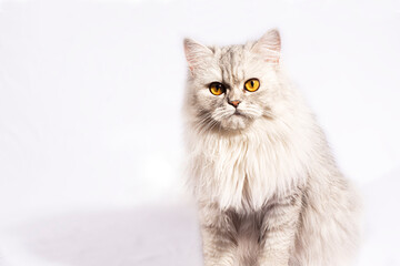 This beautiful Persian kitten exudes elegance with its delicate features and a stunning coat of white fluffy fur. The golden, wide eyes speak of...