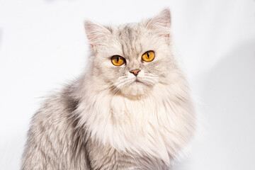 This beautiful Persian kitten exudes elegance with its delicate features and a stunning coat of white fluffy fur. The golden, wide eyes speak of...